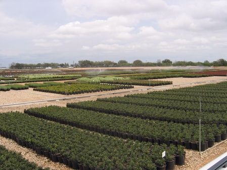 El Campo, Texas Nursery