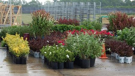Tarboro, North Carolina Nursery