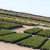 El Campo, Texas Nursery