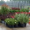 Tarboro, North Carolina Nursery