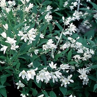 Deutzia gracilis 'Nikko'
