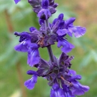 Salvia 'Balsalmisp'