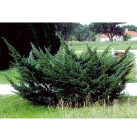 Juniperus chinensis 'Pfitzeriana'