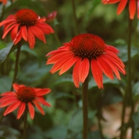 Echinacea 'Evan Saul'