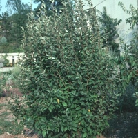 Elaeagnus x ebbingei