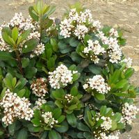 Rhaphiolepis x delacourii 'Corleyscourii'