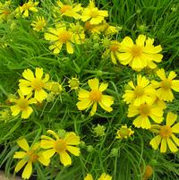Helenium amarum 'Dakota Gold'