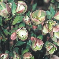 Helleborus x 'Walhelivory'