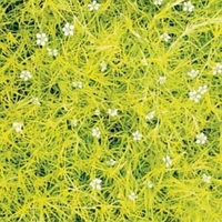 Sagina subulata 'Aurea'