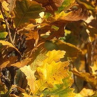 Quercus x warei 'Long'
