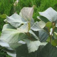 Fothergilla major 'Blue Shadow'