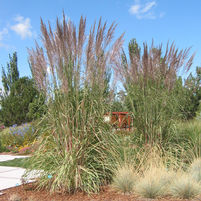 Saccharum ravennae