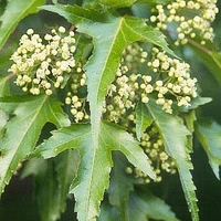Acer ginnala 'Flame'