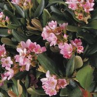 Rhaphiolepis indica 'Sodark'
