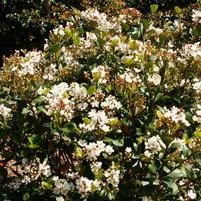 Rhaphiolepis indica 'Wilcor'