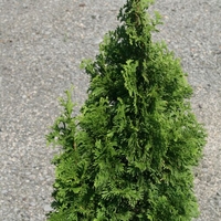 Thuja occidentalis 'Degroots Spire'