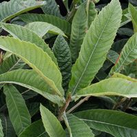 Eriobotrya japonica