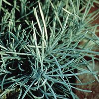Helichrysum angustifolia
