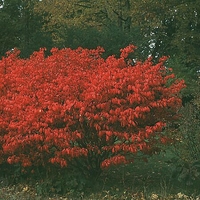 Euonymus alatus 'Compactus'