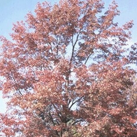Quercus coccinea