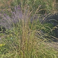Calamagrostis x acutiflora 'Eldorado'