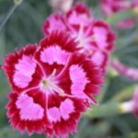Dianthus 'Cranberry Ice'