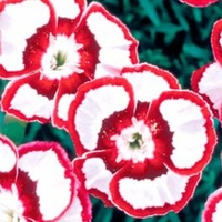 Dianthus 'Devon Siskin'