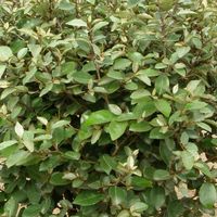Elaeagnus pungens 'Glenn St. Mary'