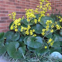 Farfugium japonicum 'Giganteum'