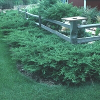 Juniperus chinensis 'Kallays Compacta'