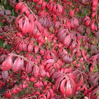 Euonymus alatus 'Compactus'