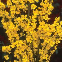 Forsythia x intermedia 'Mindor'