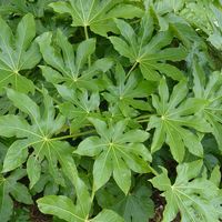Fatsia japonica