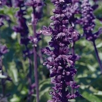 Salvia farinacea 'Evolution'