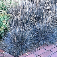 Festuca ovina glauca 'Elijah Blue'