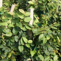 Ficus pumila