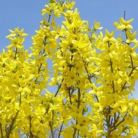 Forsythia x intermedia 'Lynwood Gold'