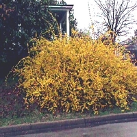 Forsythia x 'Meadowlark'