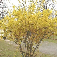 Forsythia 'Northern Gold'