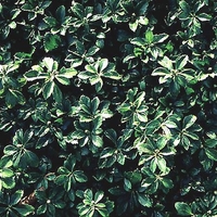 Pachysandra terminalis
