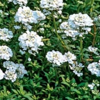 Iberis sempervirens 'Purity'