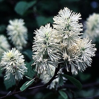 Fothergilla major 'Mt. Airy'