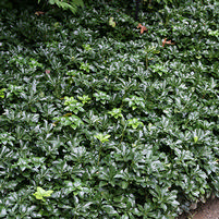 Pachysandra terminalis 'Green Sheen'