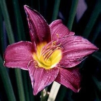 Hemerocallis 'Barbary Corsair'