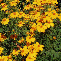 Tagetes lemmonii 'Copper Canyon'