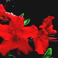 Rhododendron girard x 'Crimson'