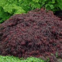 Acer palmatum dissectum 'Crimson Queen'