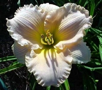 Hemerocallis 'Fairy Tale Pink'