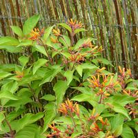 Hamelia patens