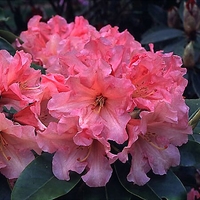 Rhododendron girard x 'Caroline'